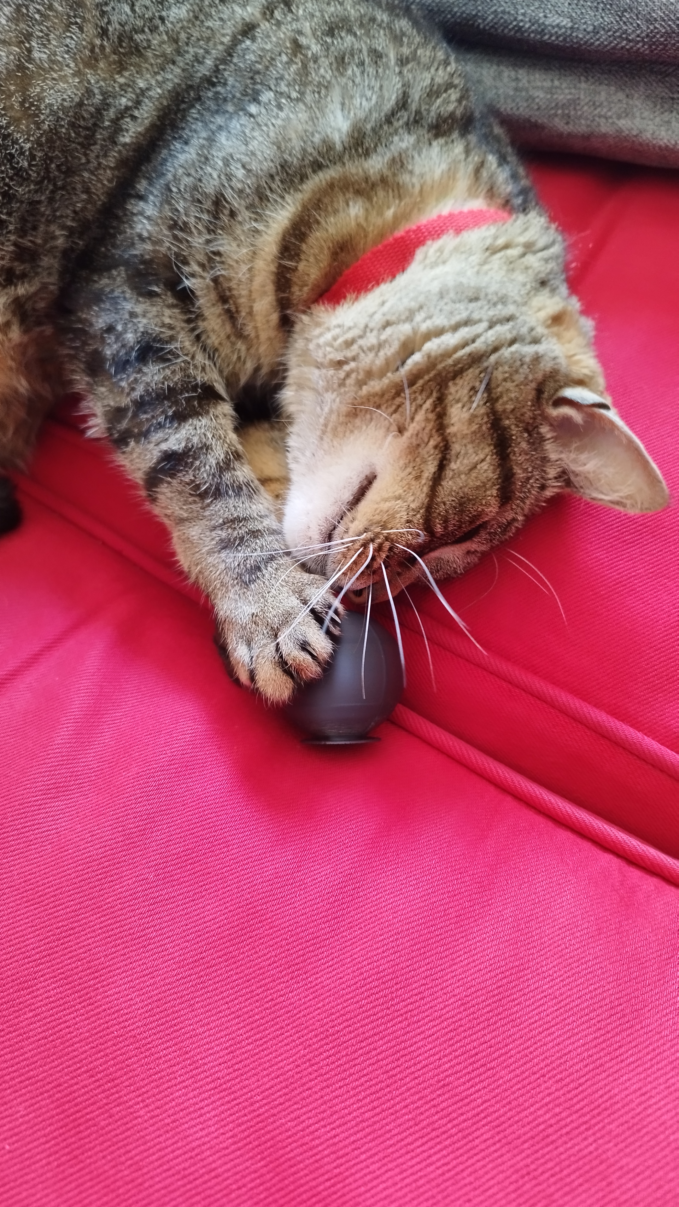 Cat ball / Balle à chat