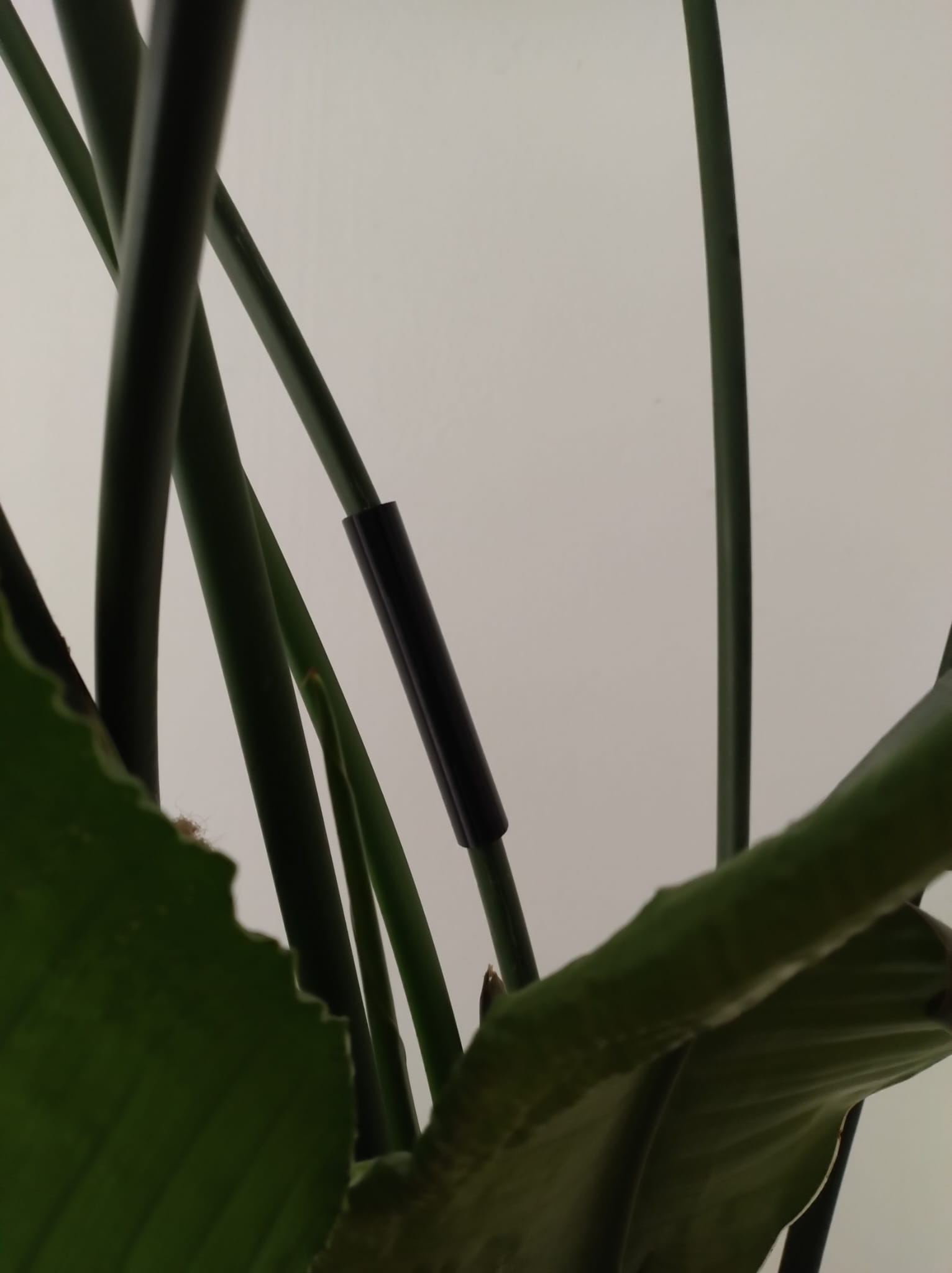 Strelitzia Nicolai Plant Stem Splint