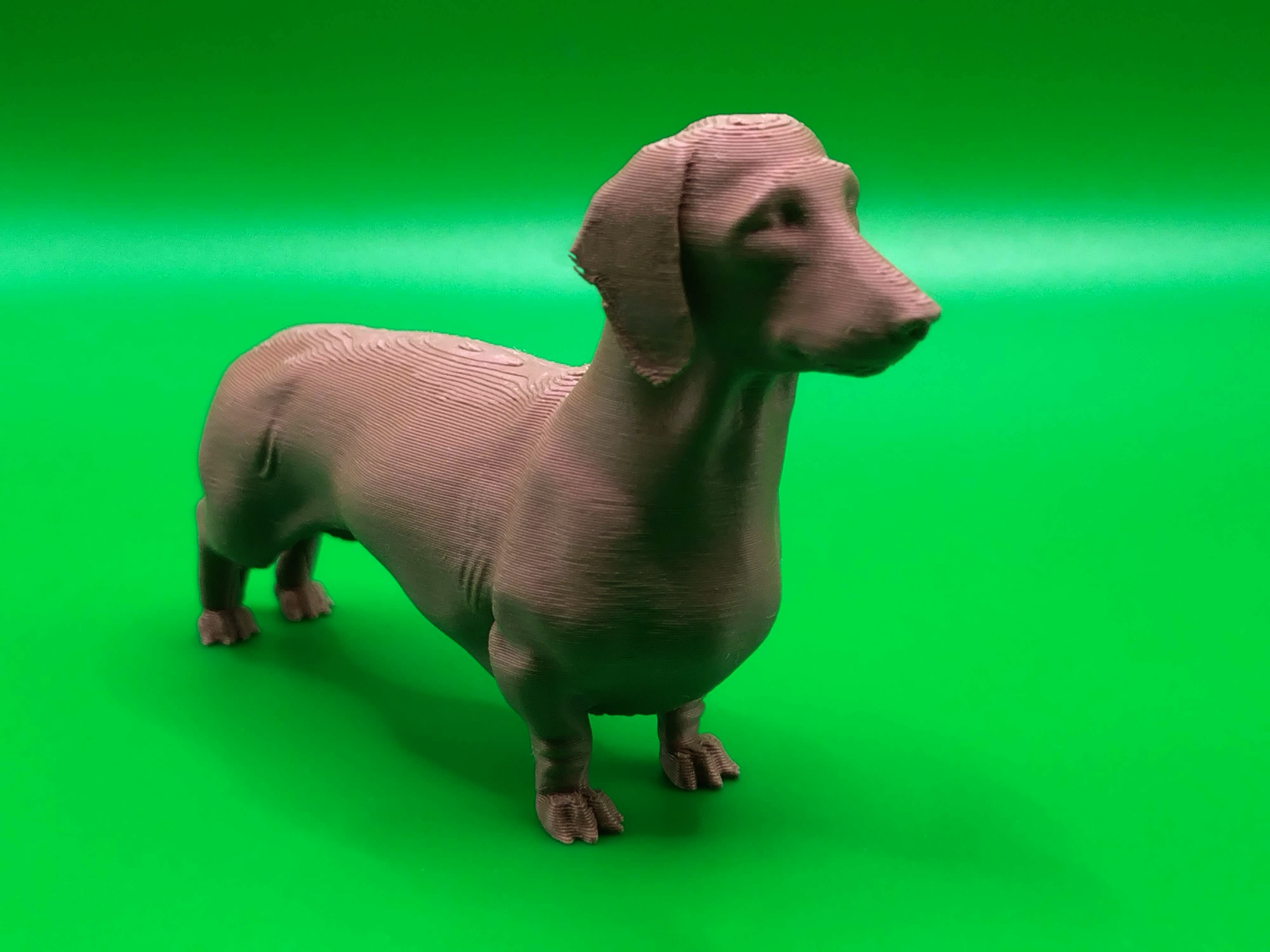 Dachshund dog