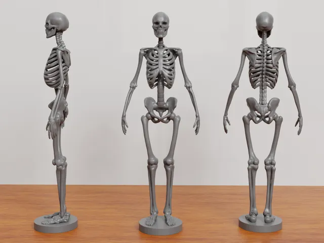 skeleton