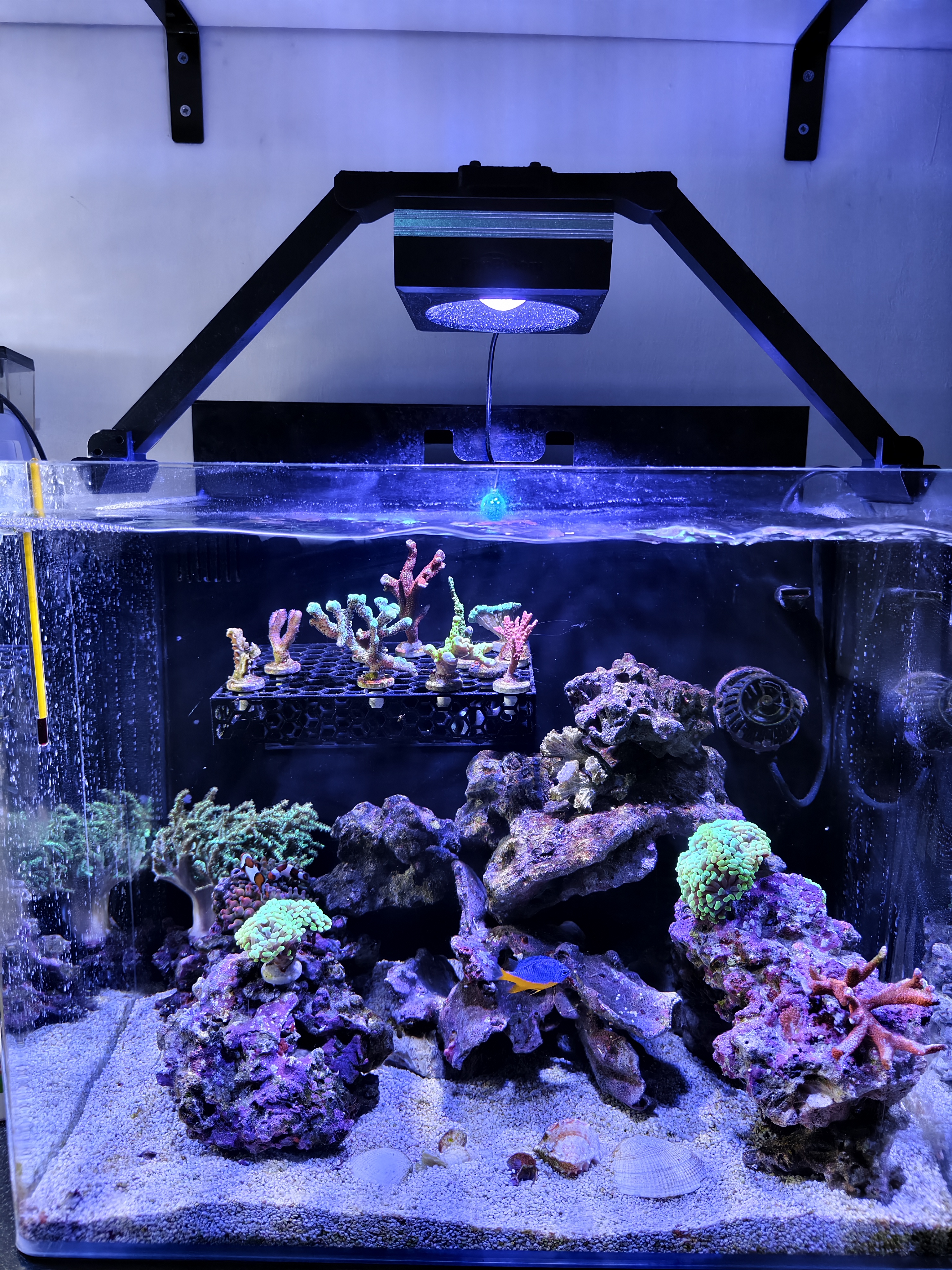 Pop Bloom RL90 holder for reef Prime Marine 90l