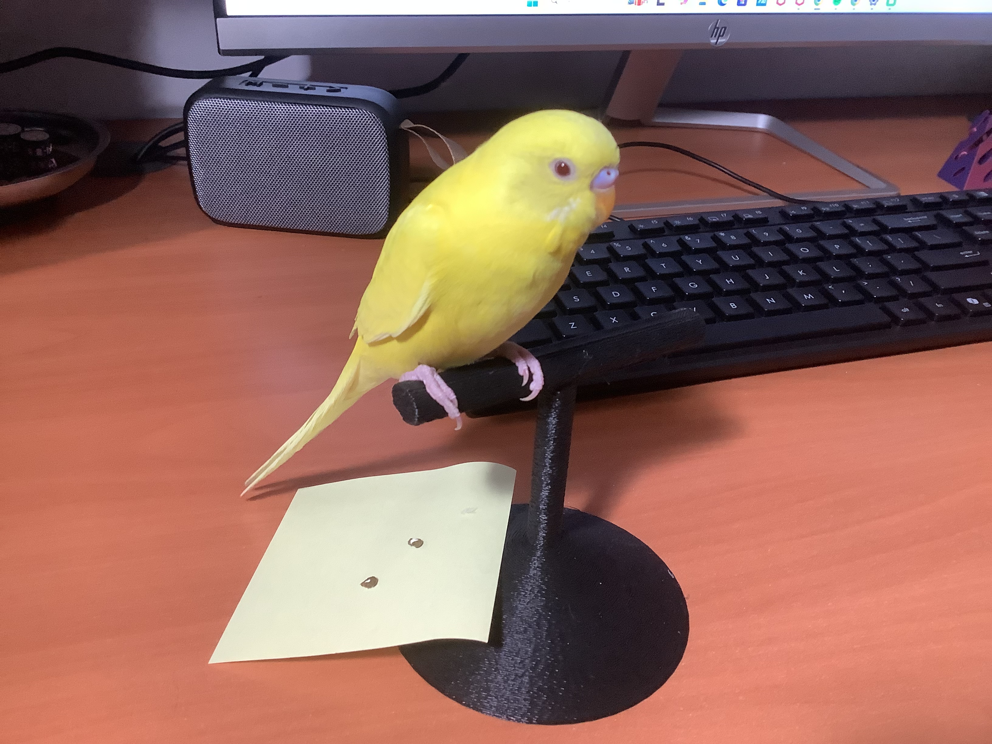 Budgie Desk Perch