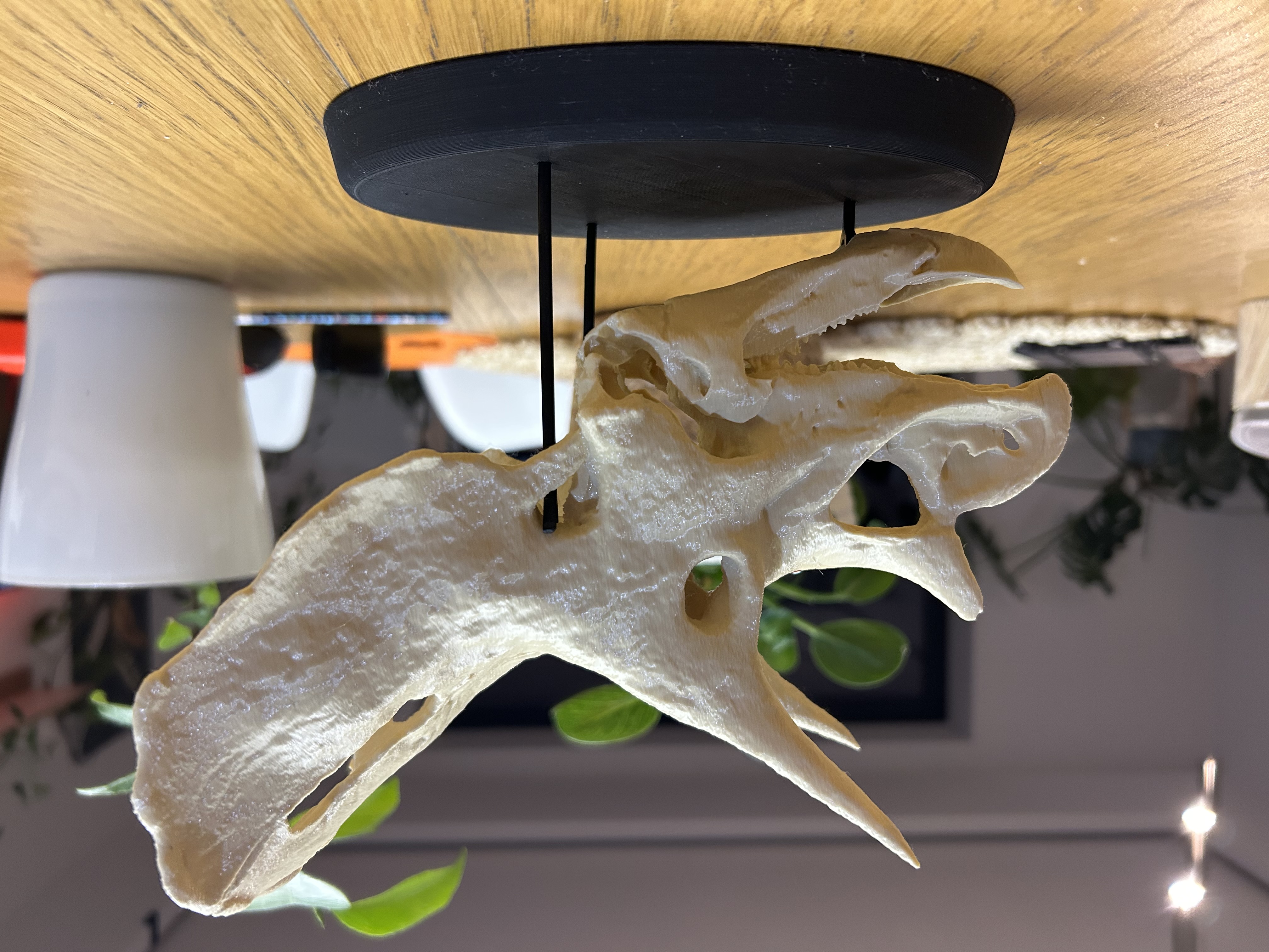 Triceratops skull base, stand