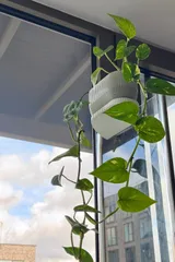 Plant pot partition shelf