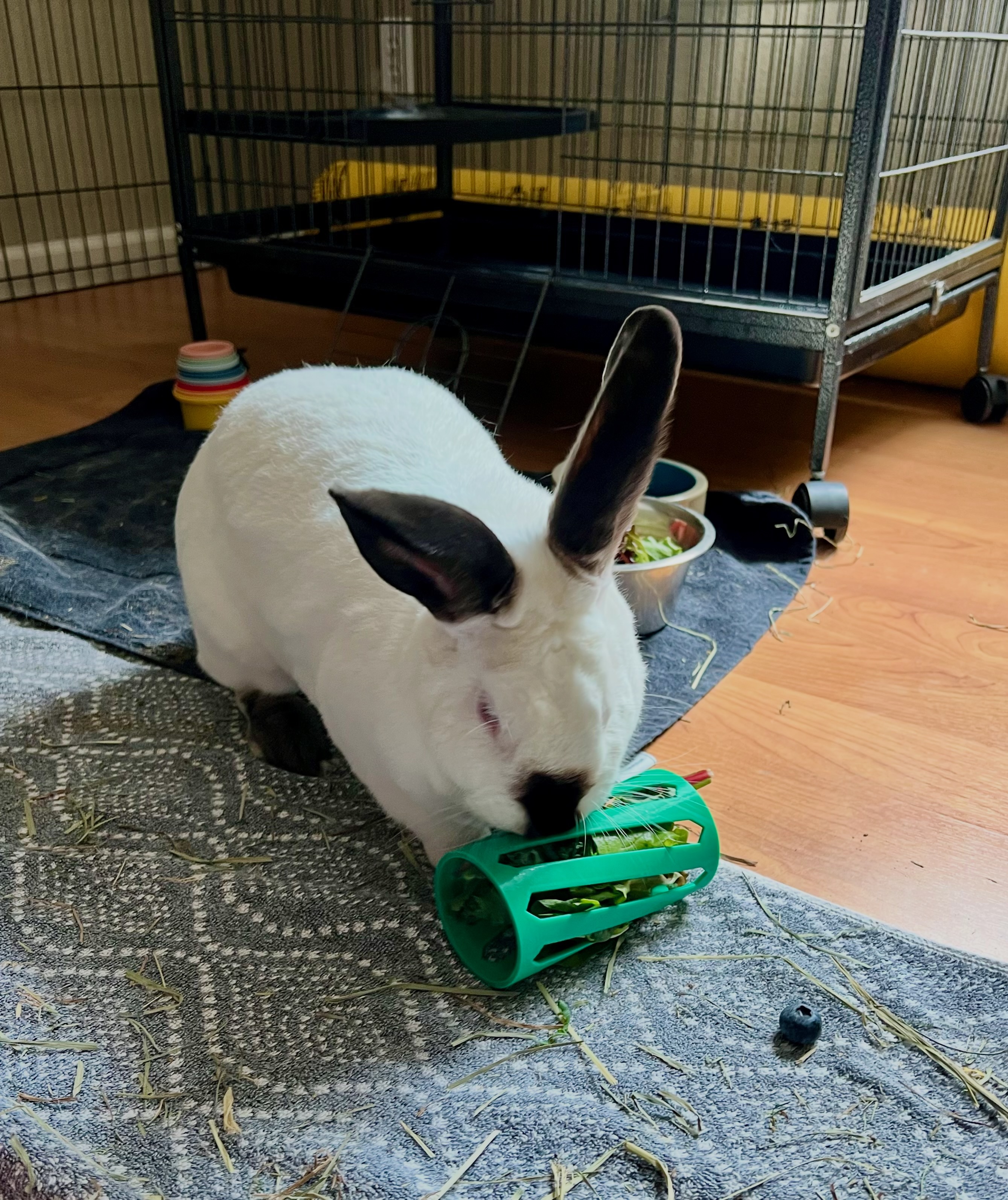 Rabbit Hay Roller