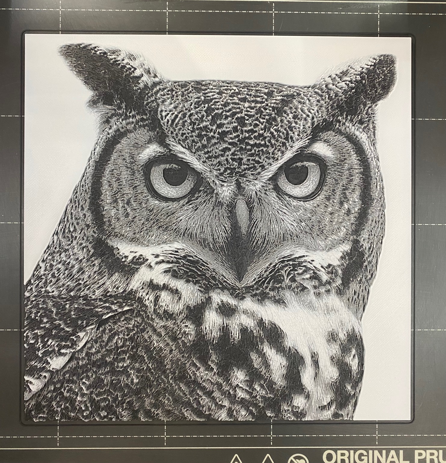 Owl Portrait on White Background - Hueforge
