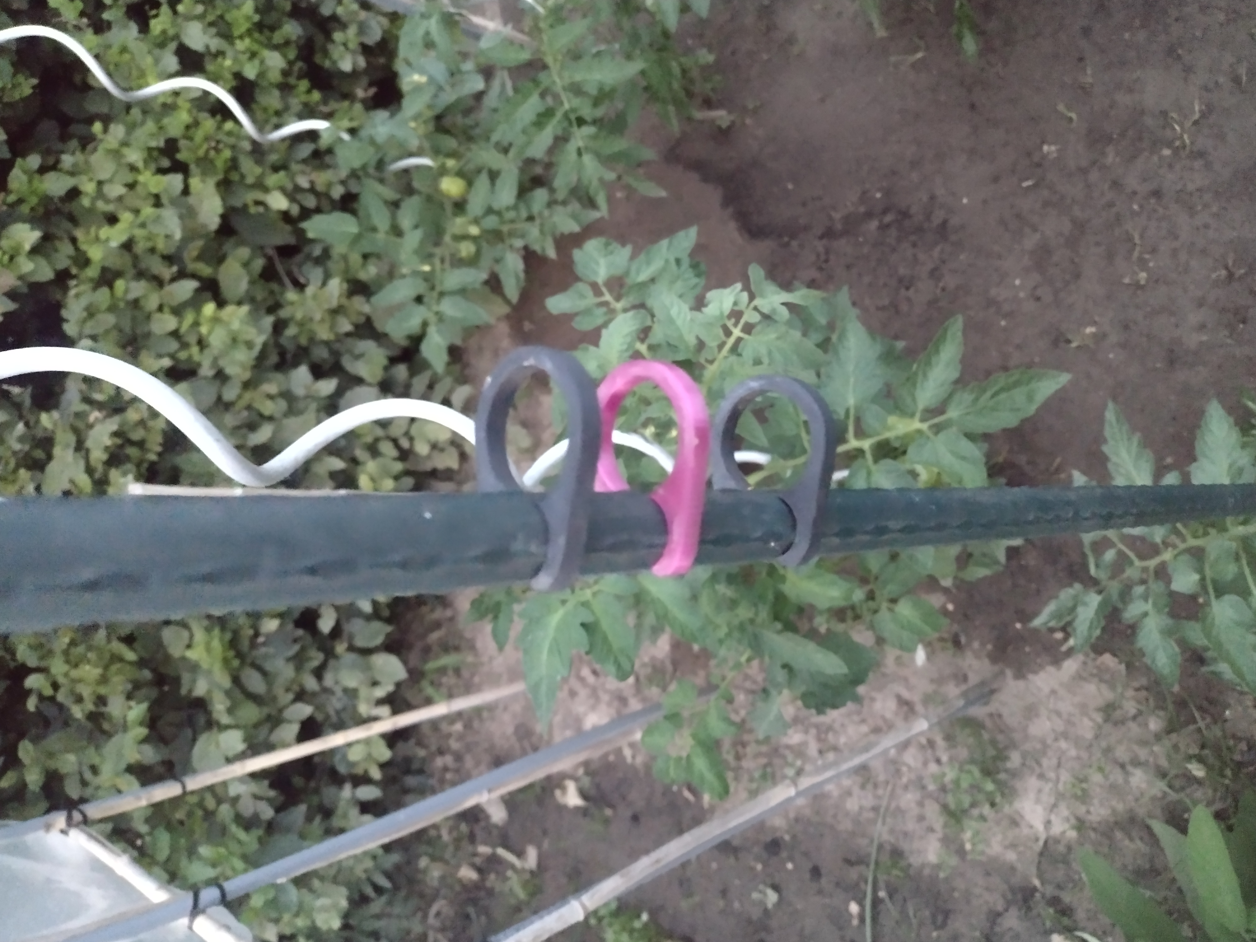 Planten clip tomaten / plant clip tomatoes