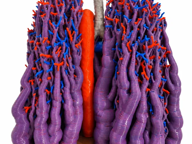 human lungs- heart, airways and blood vessels