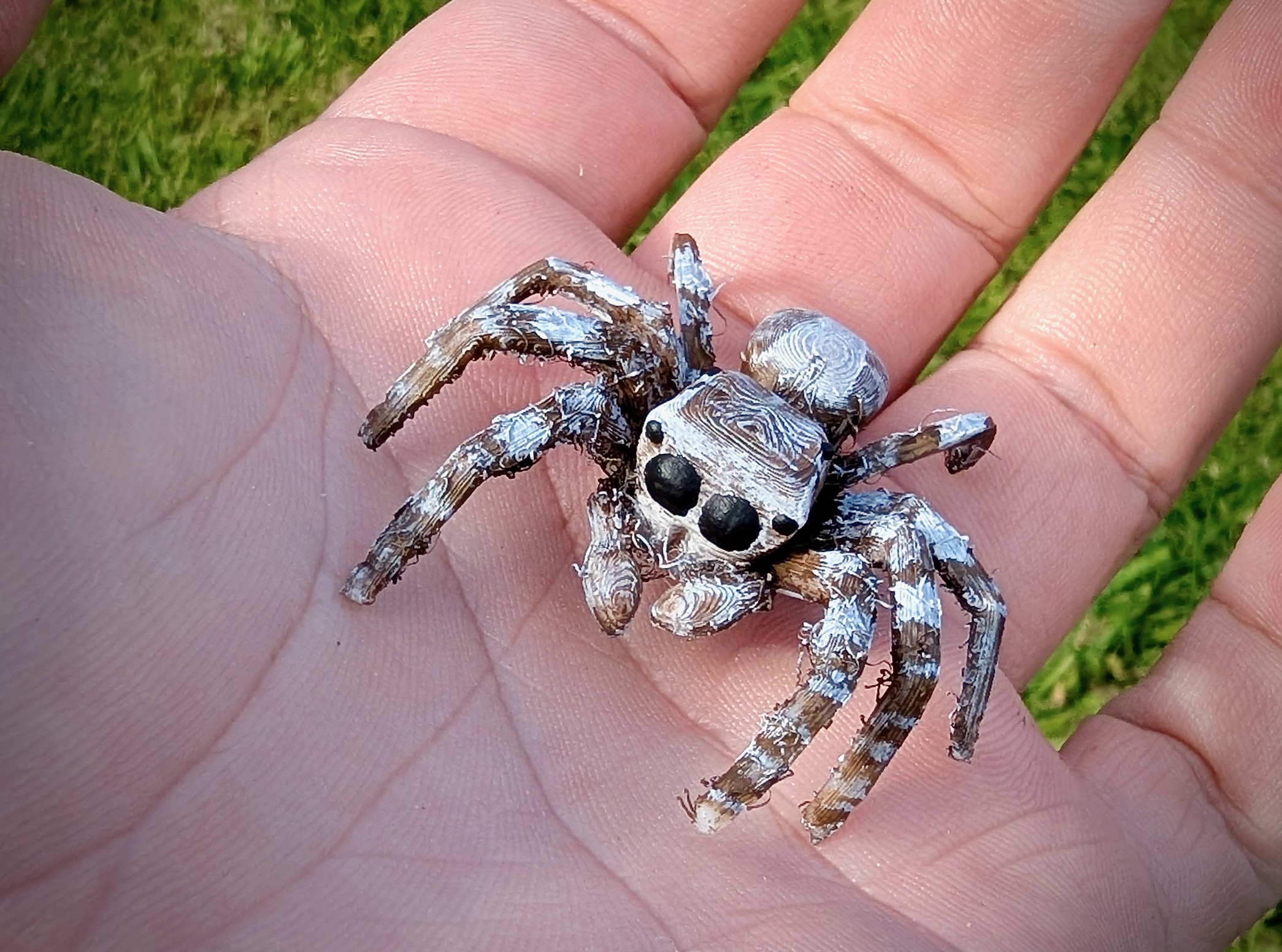 Jumping Spider — miniatura 2