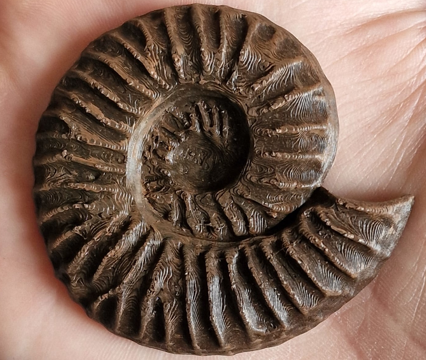 Ammonite Fossil Magnet