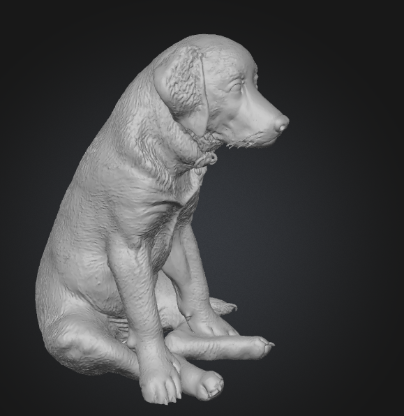 Puppy in Kitchen