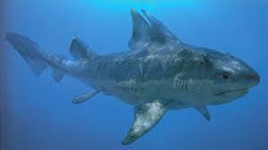 hybodus