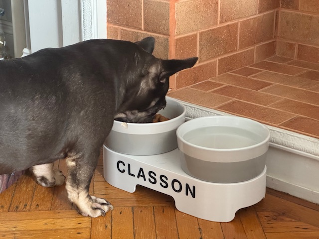 (XL) Double pet bowl riser