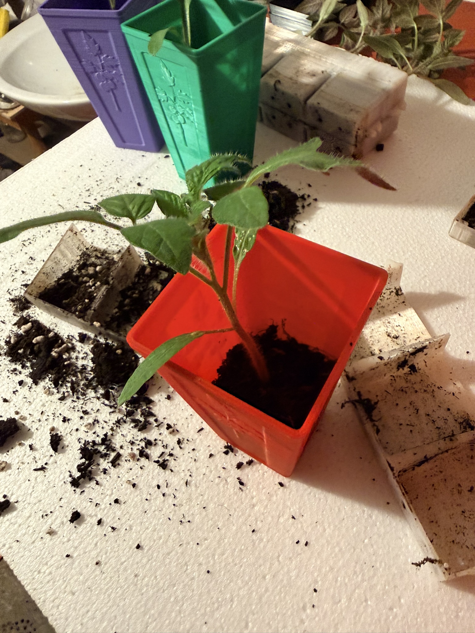 TomatoStart — miniatura 8