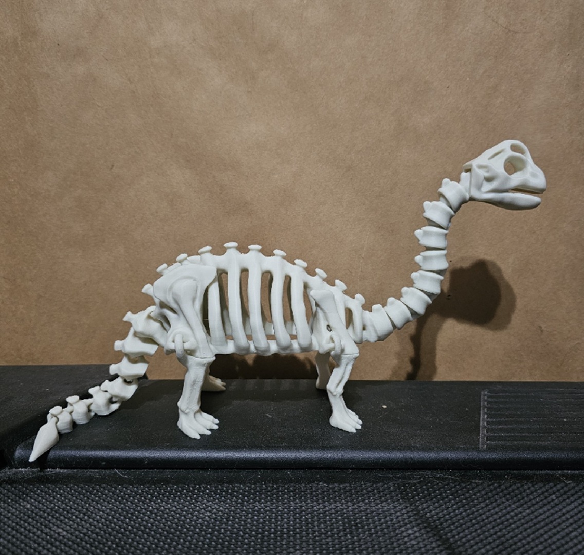 Articulated dinosaur skeleton 7