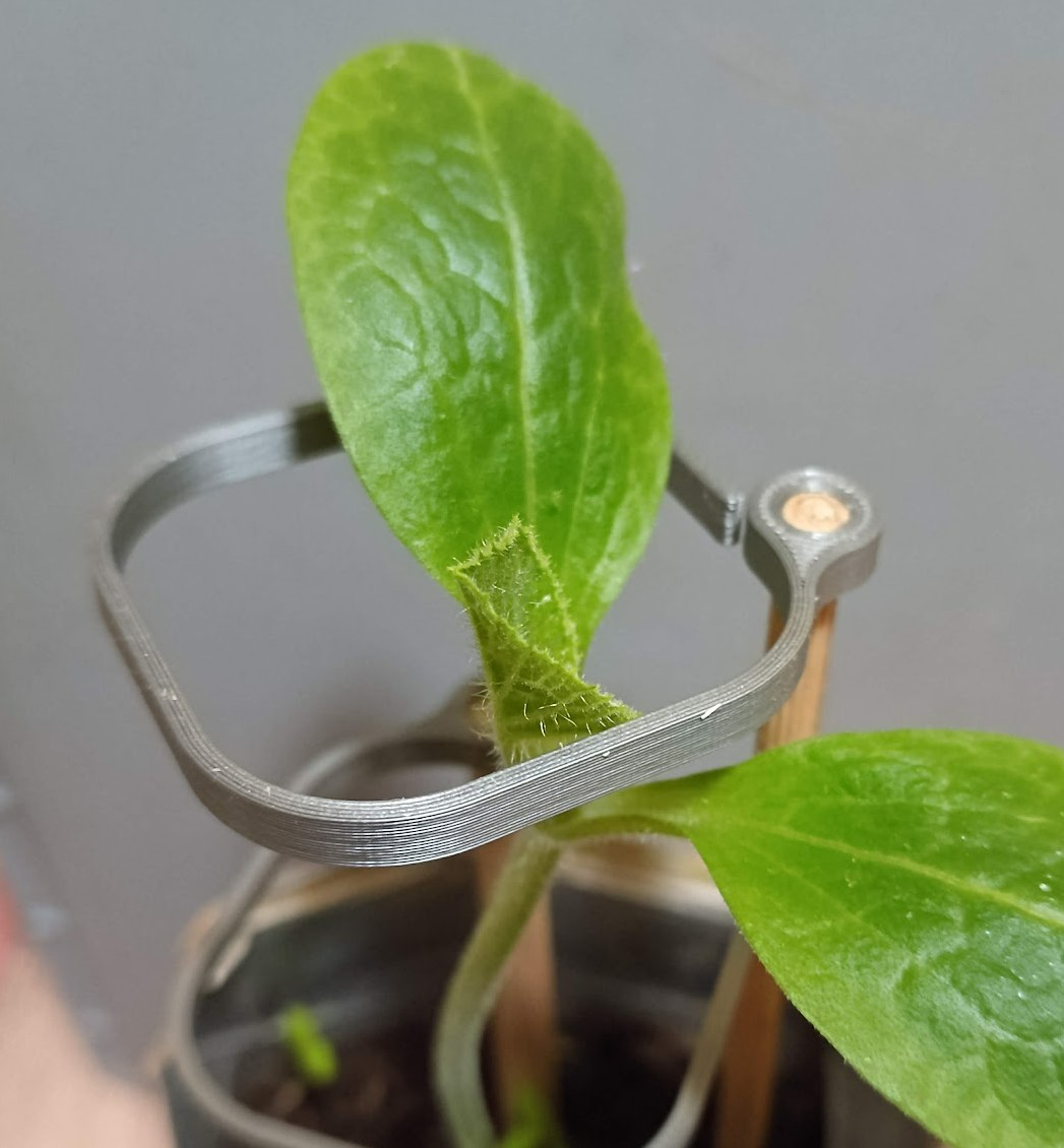 Opora rostlin / Plant support