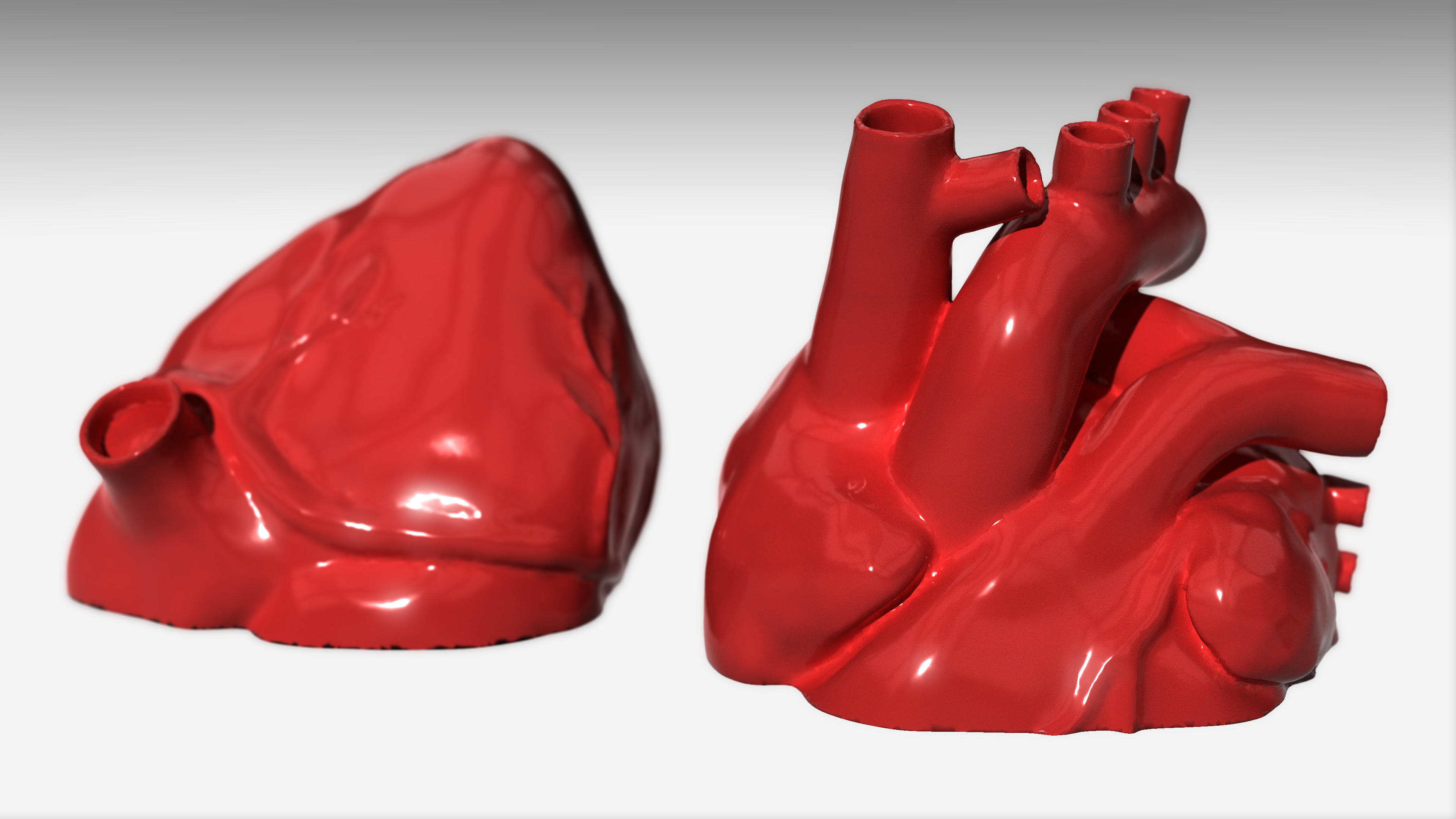 Anatomical Heart (Capped & Split)