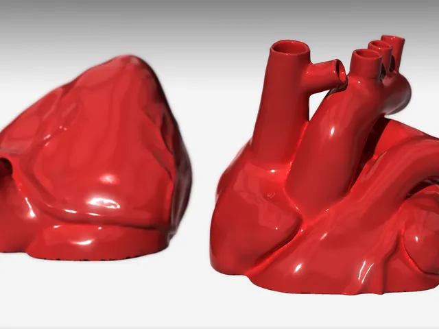 Anatomical Heart (Capped & Split)