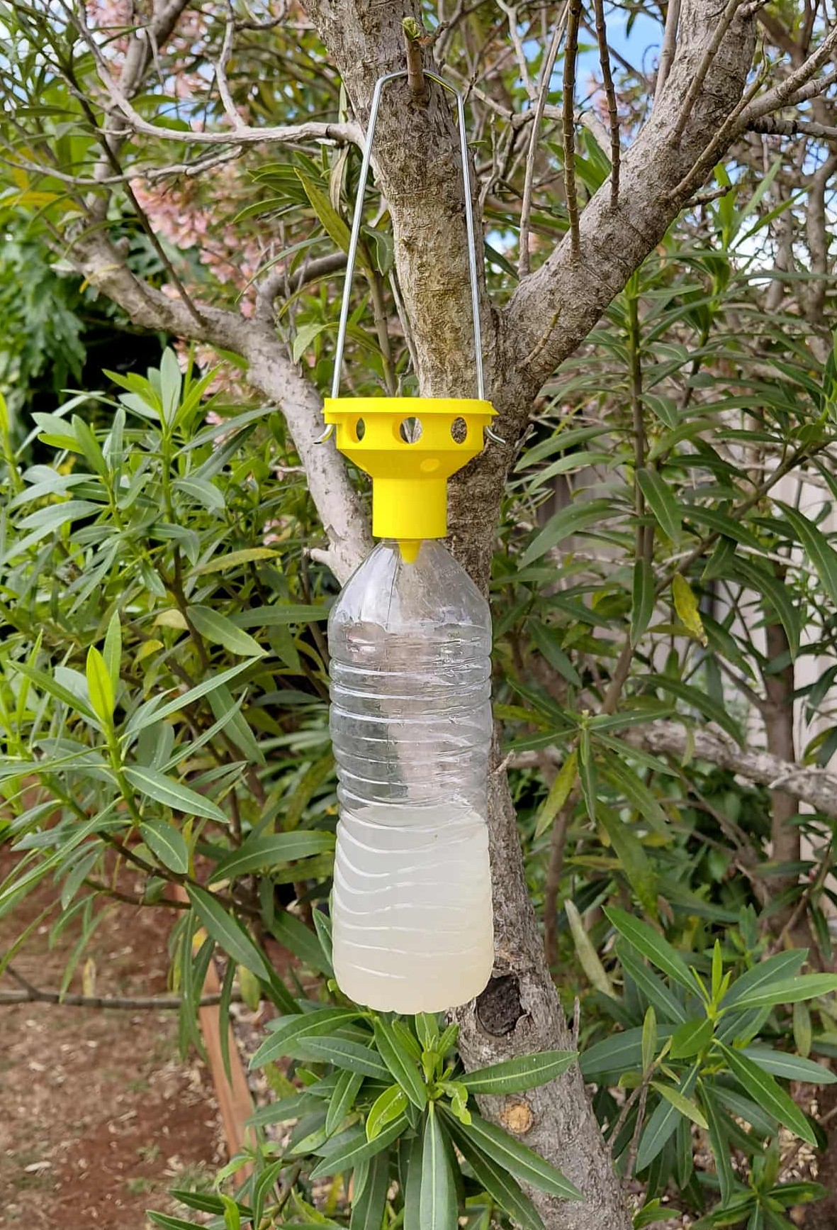 FRUIT FLY Trap for Cola or Water Bottle with Rain Protector - NO SUPPORTS NEEDED