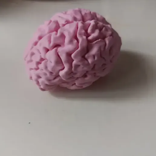 Cerebro/Brain