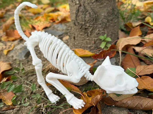 Halloween Skeleton Cat