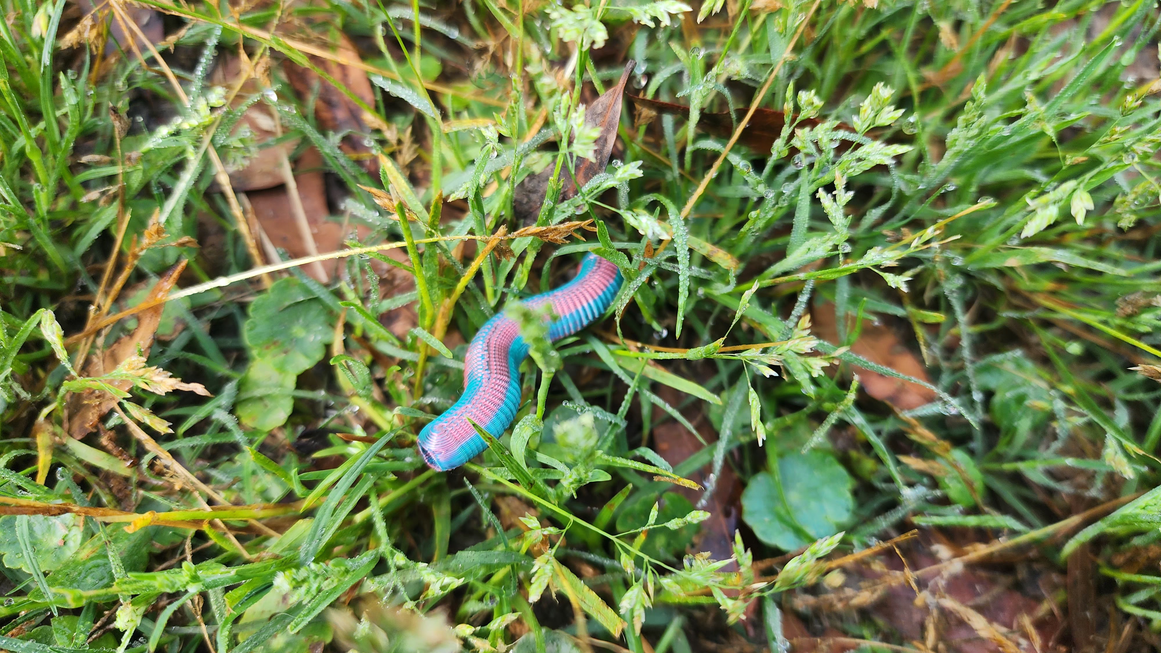 Earthworm Bead