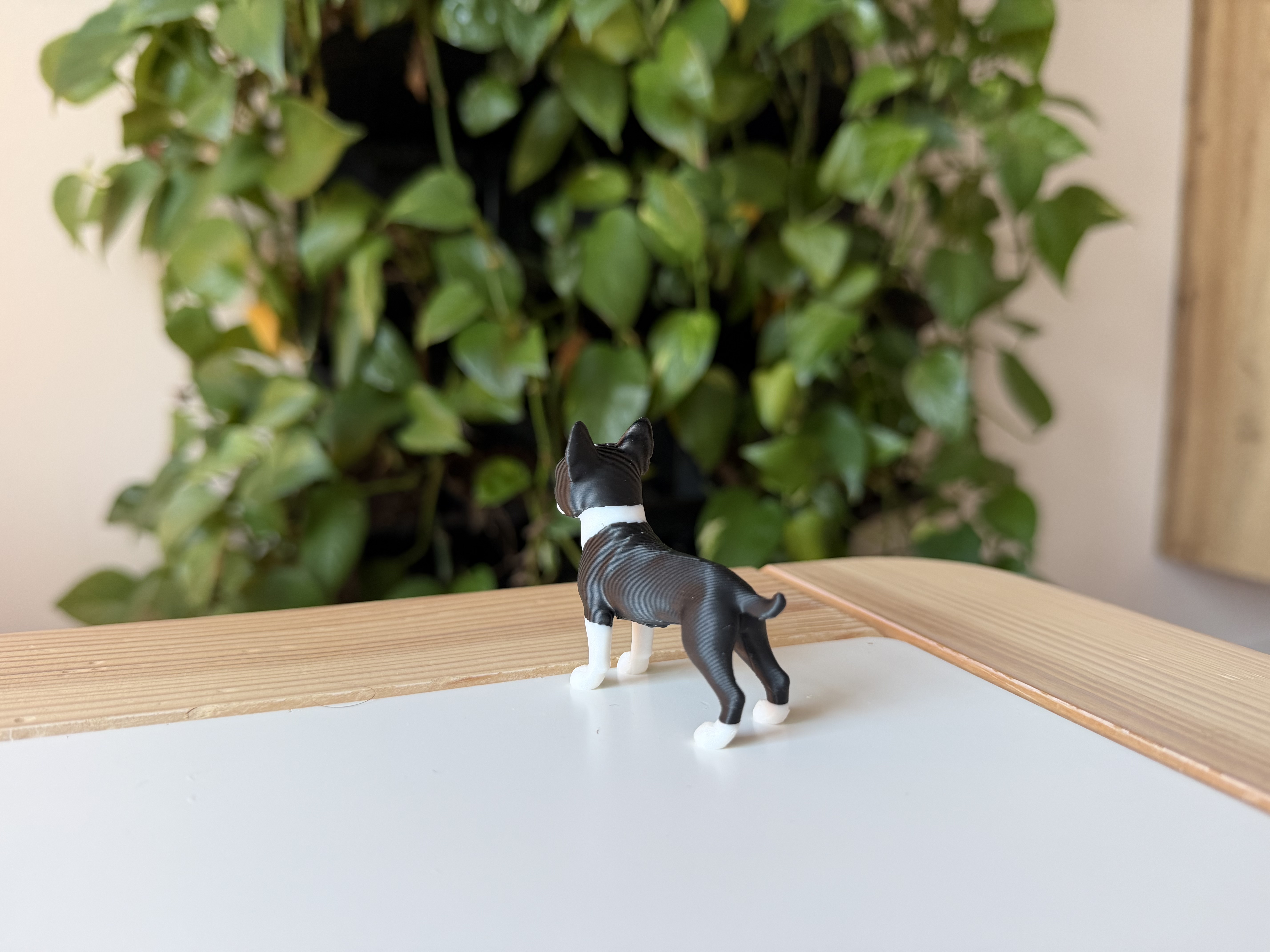 Boston terrier — miniatura 6