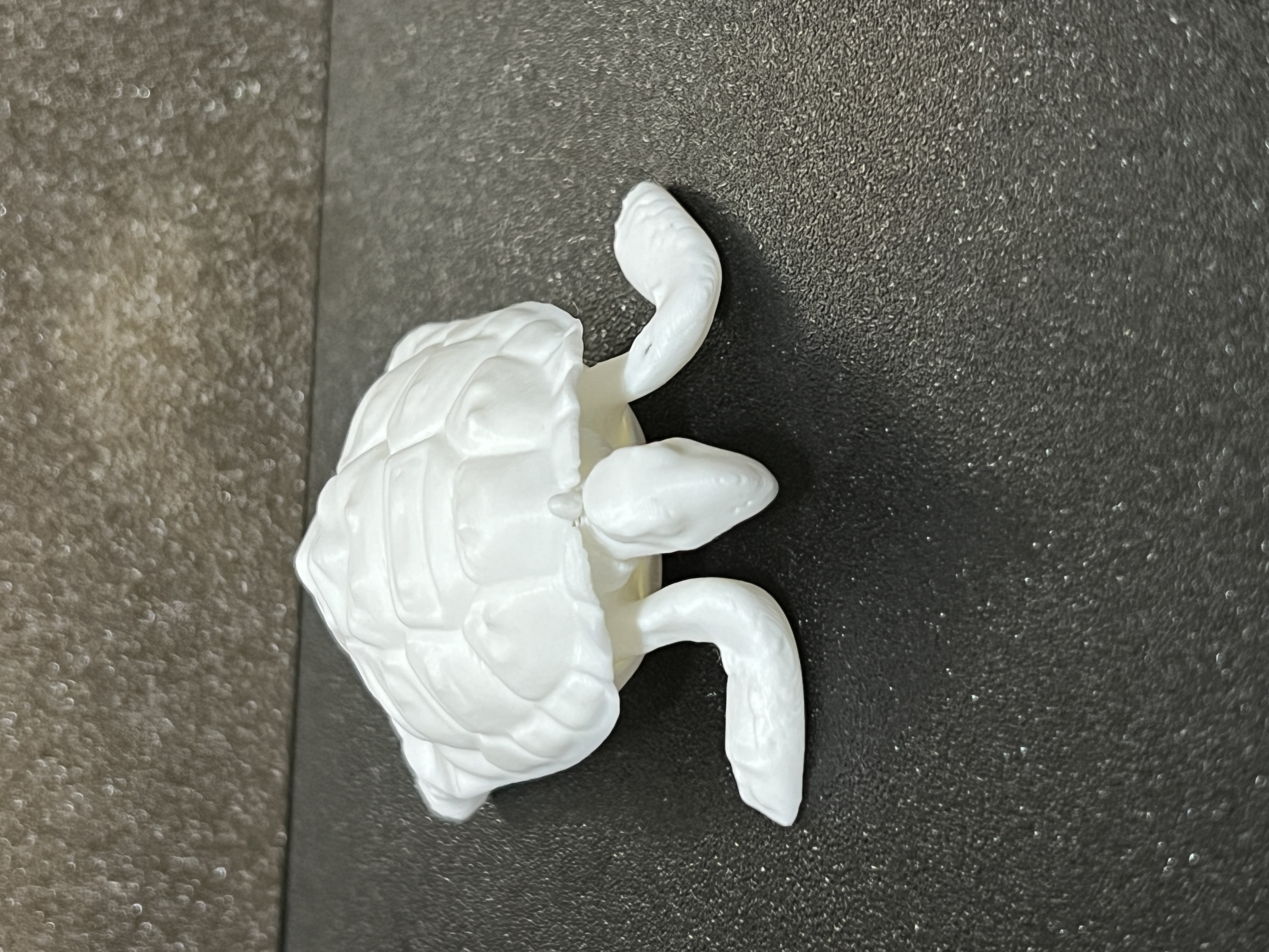 Tortoise