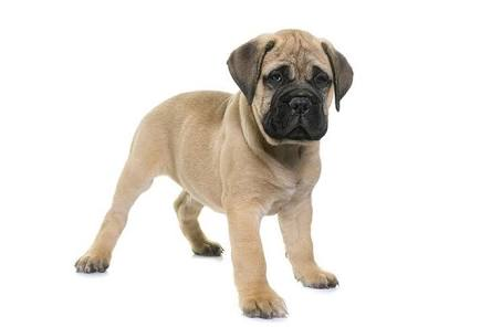 Bullmastiff puppy