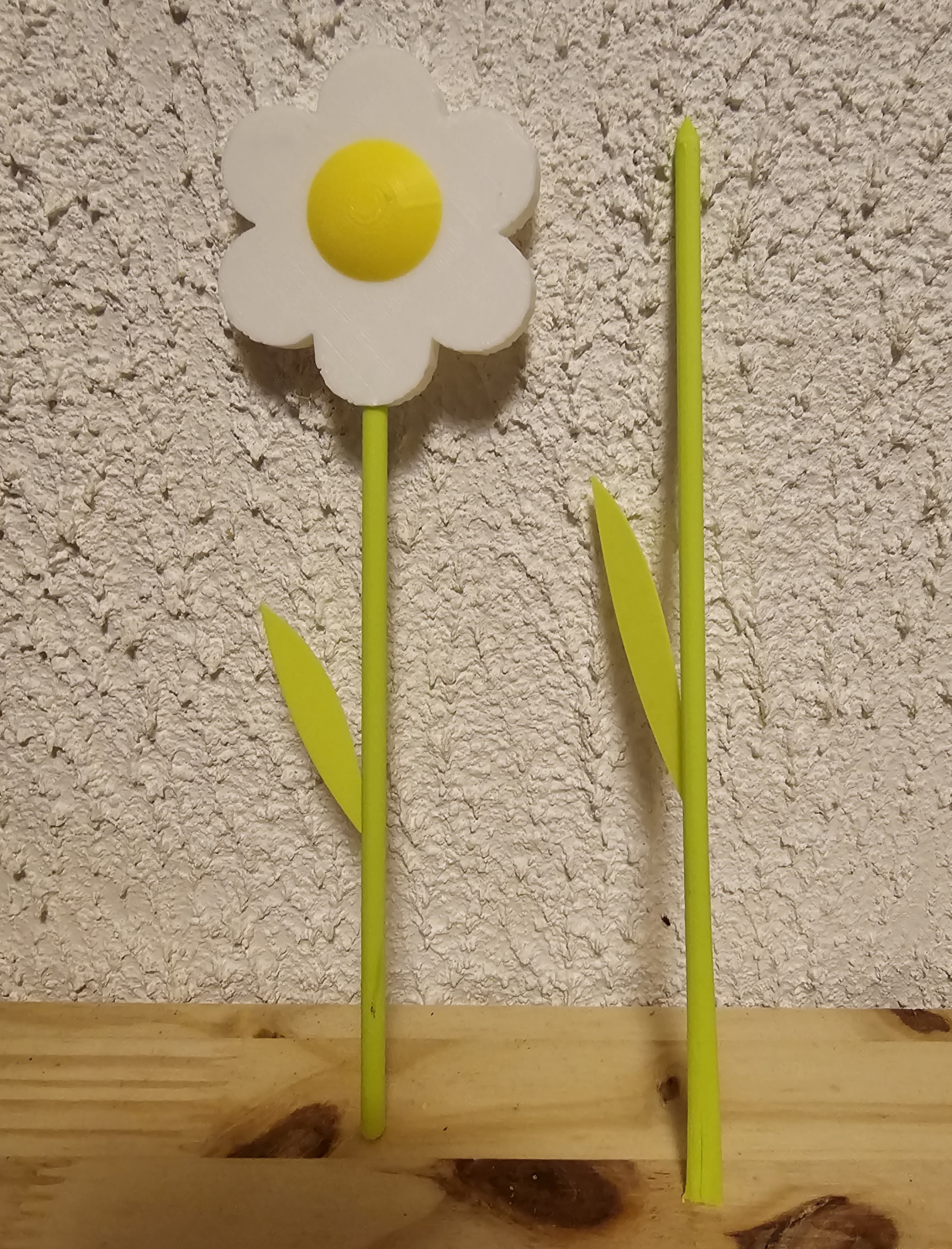 Simple daisy with 10 and 15 cms stems - Marguerite avec tiges de 15 et 20 cms.