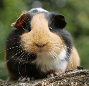 Guinea pig