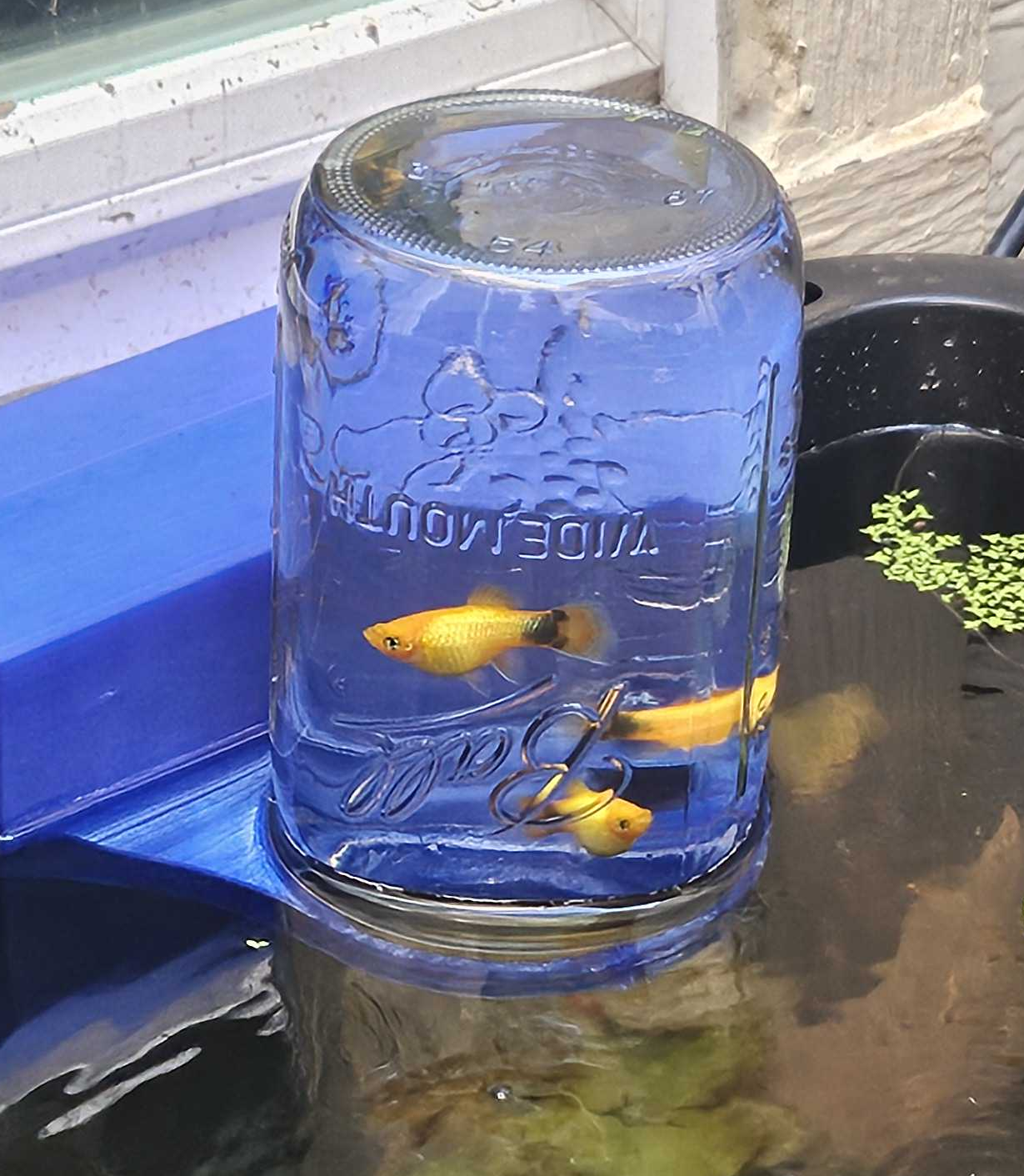 Ball Jar Inverted Aquarium