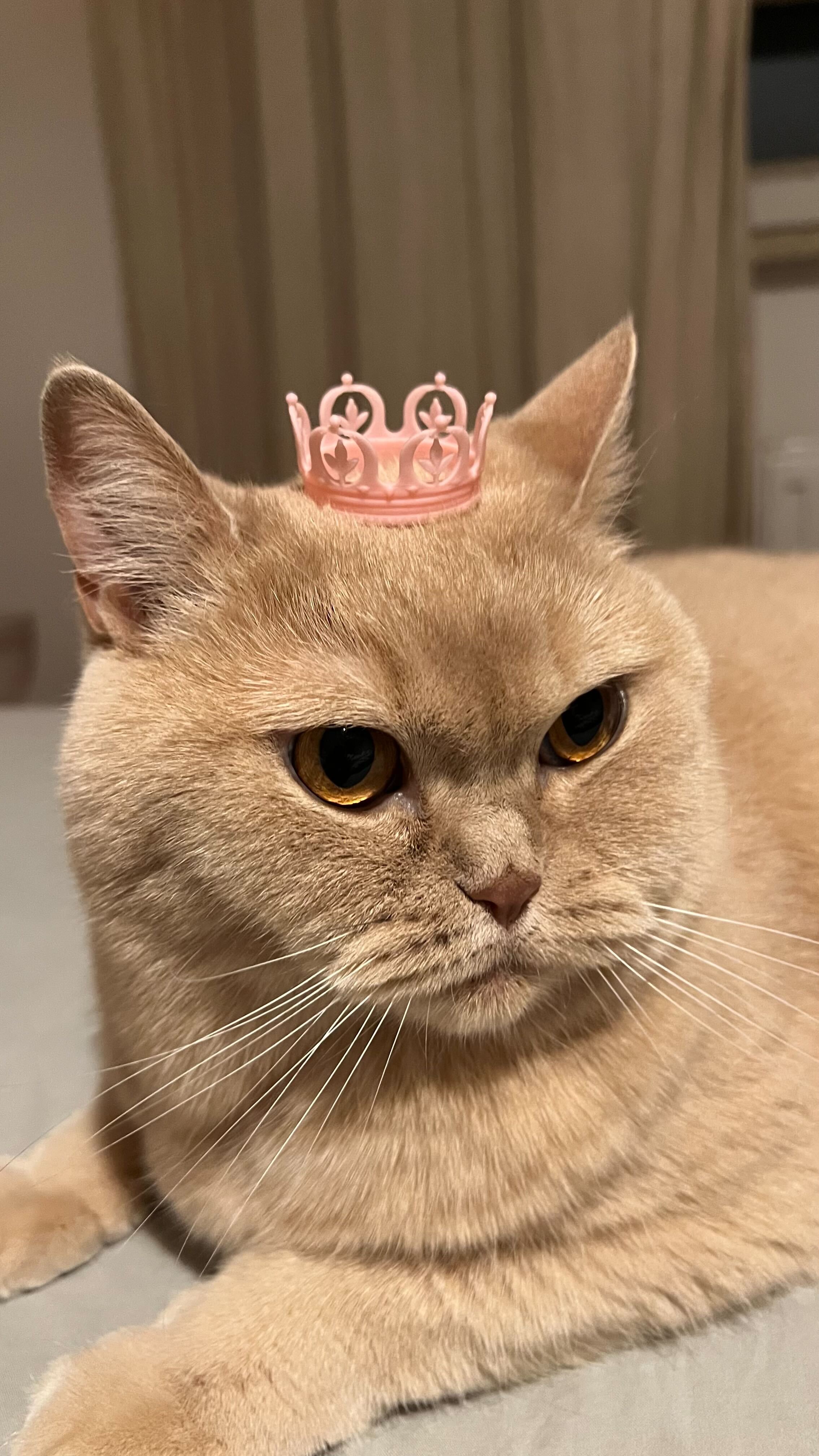 Cat crown