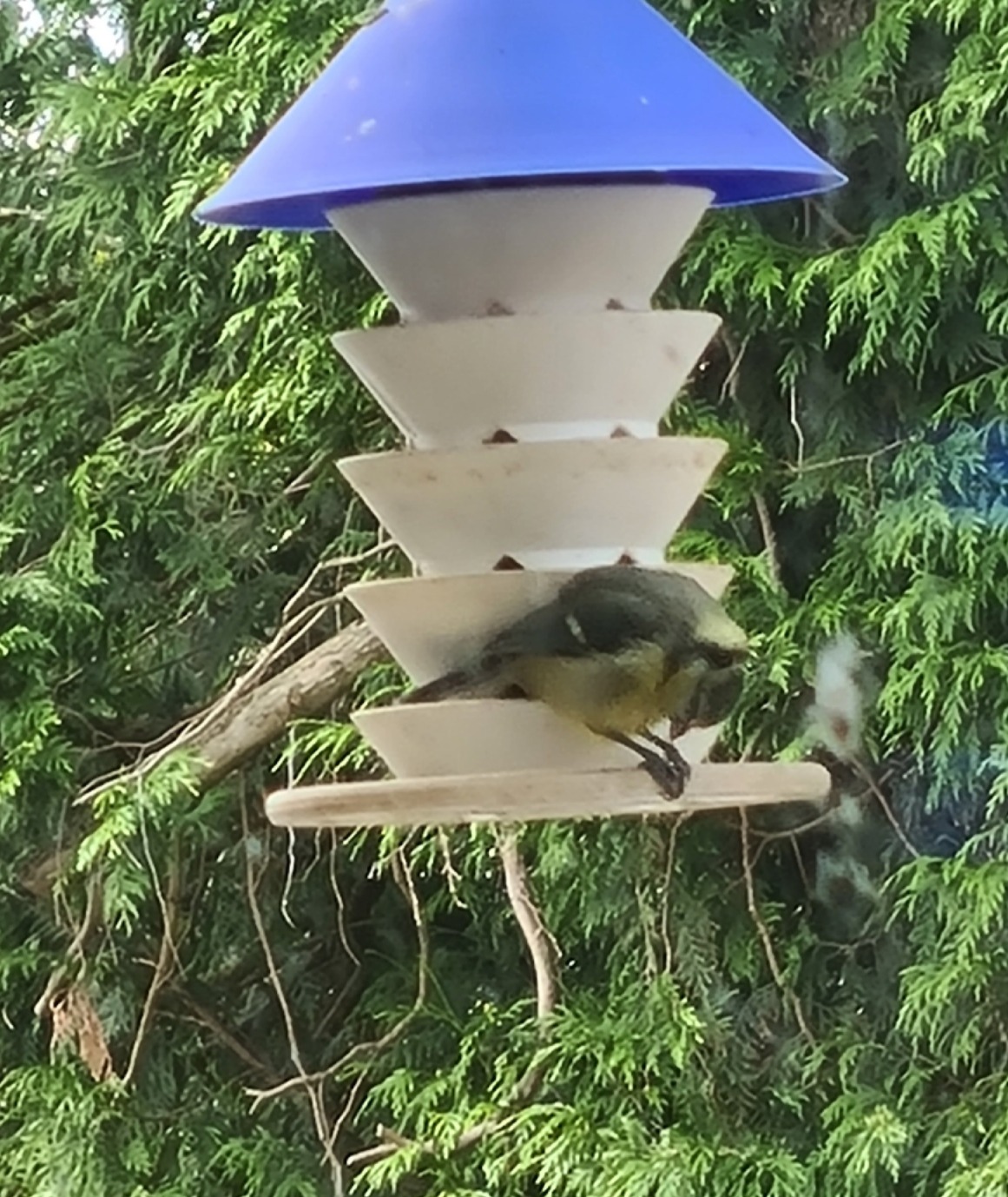 Bird feeder with a bottom perch.