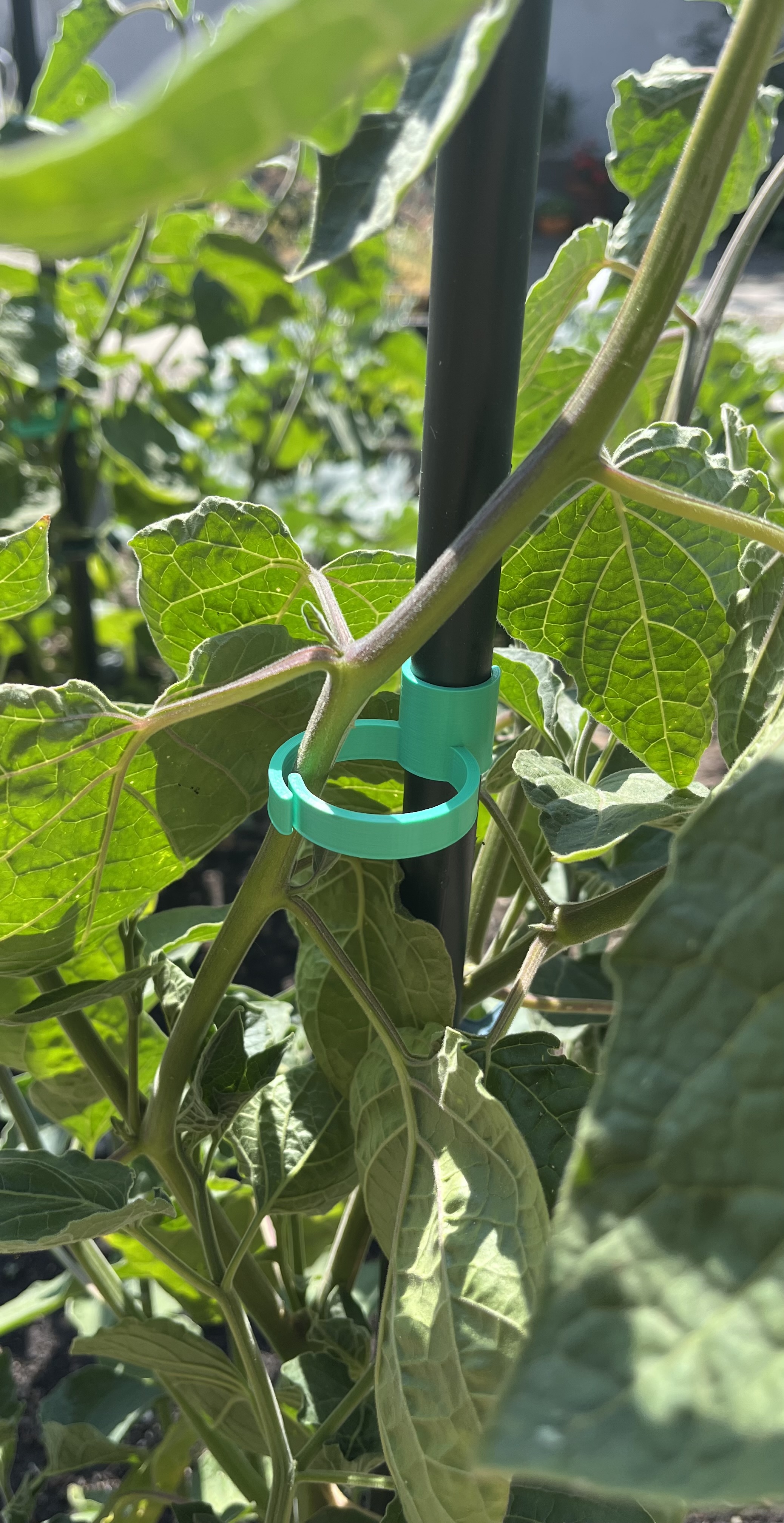 Plant Clip - Various sizes