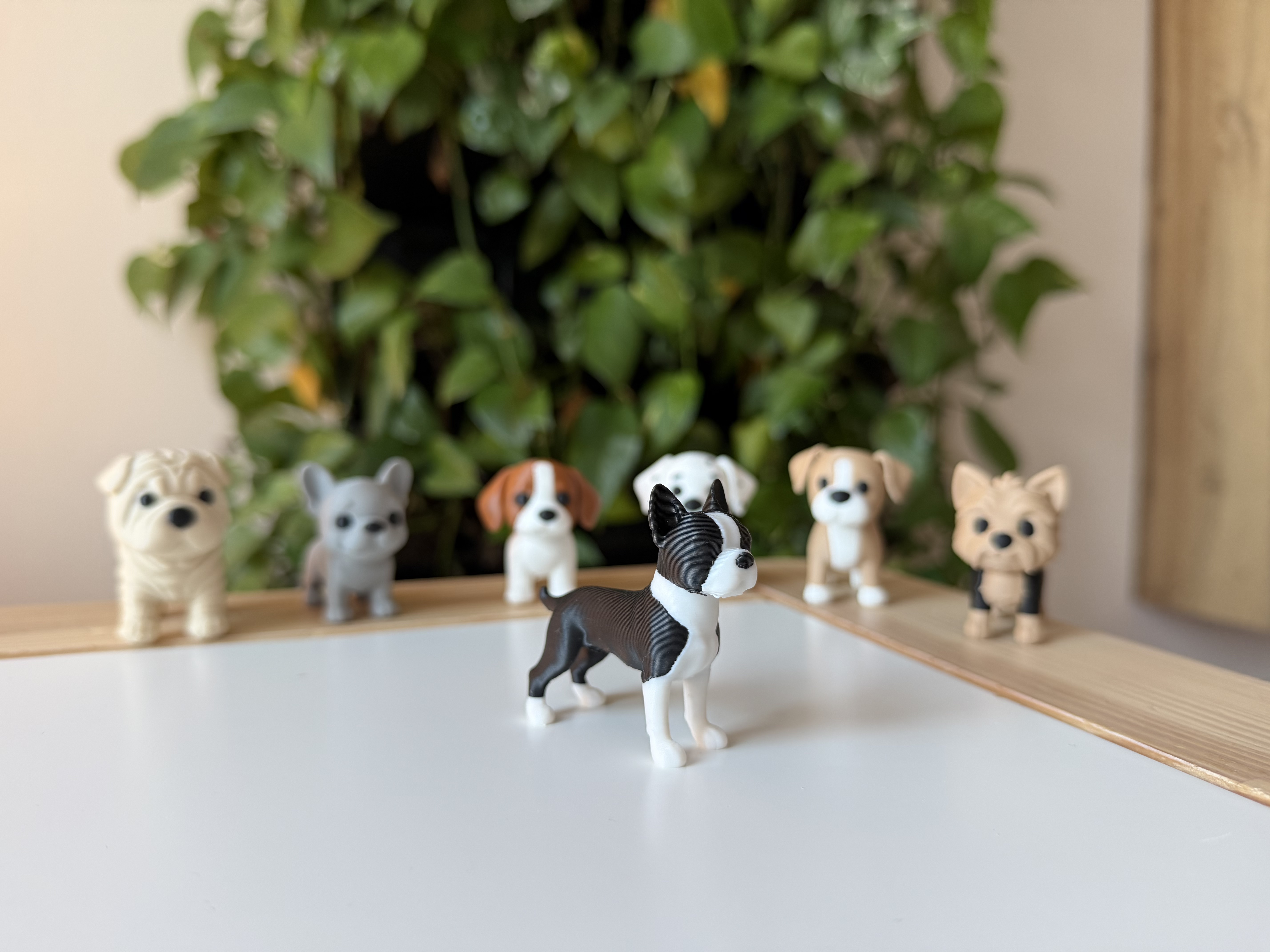 Boston terrier — miniatura 2