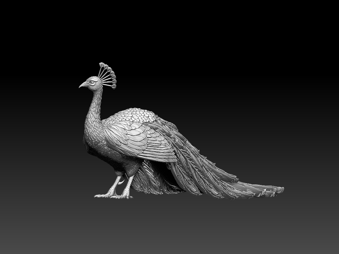 peacock
