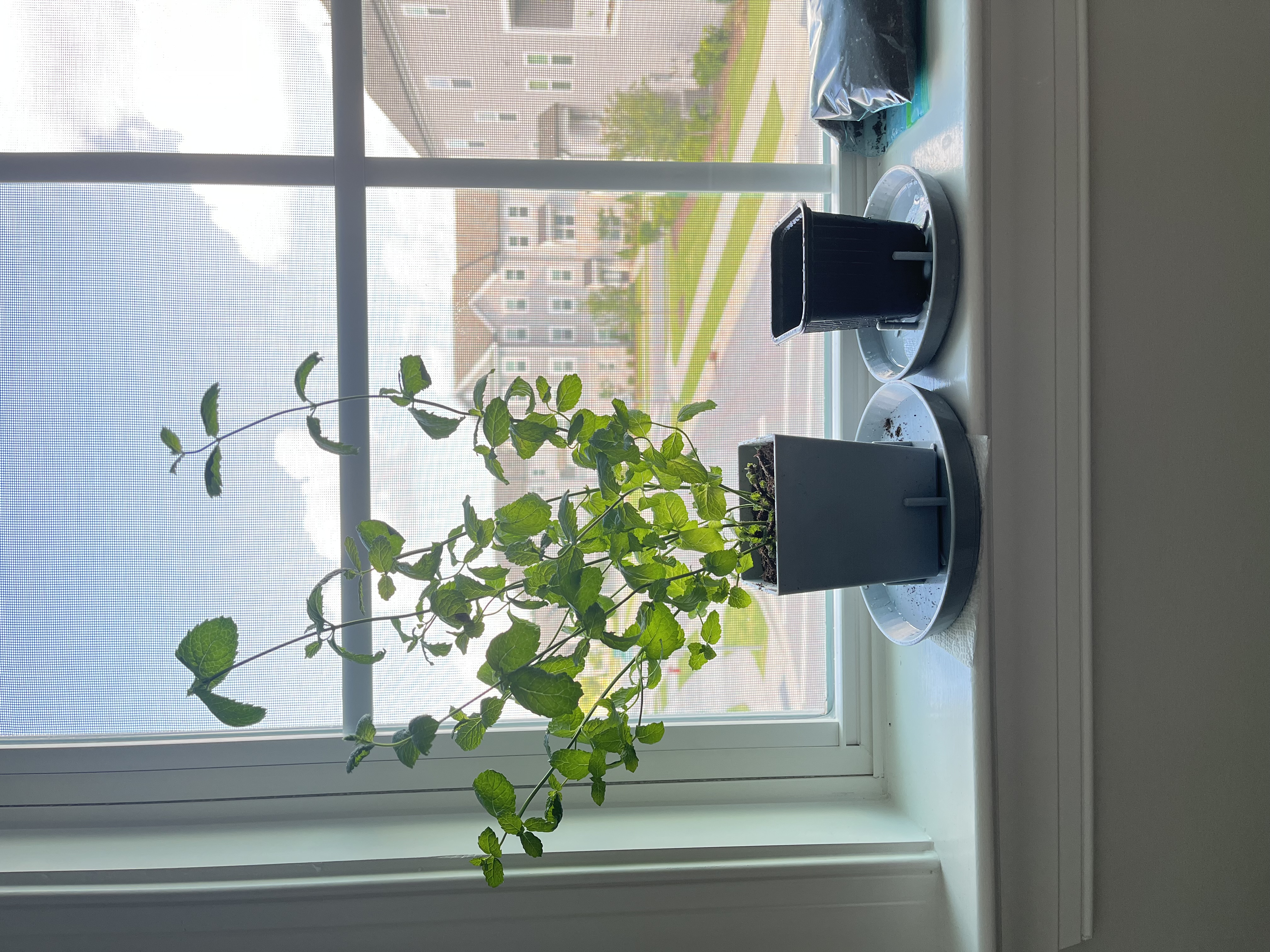Stable water dish for live herb plant