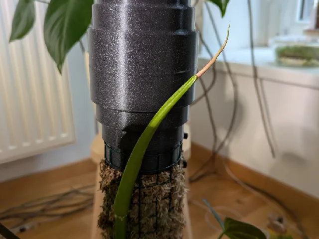 Moss Pole Dripper