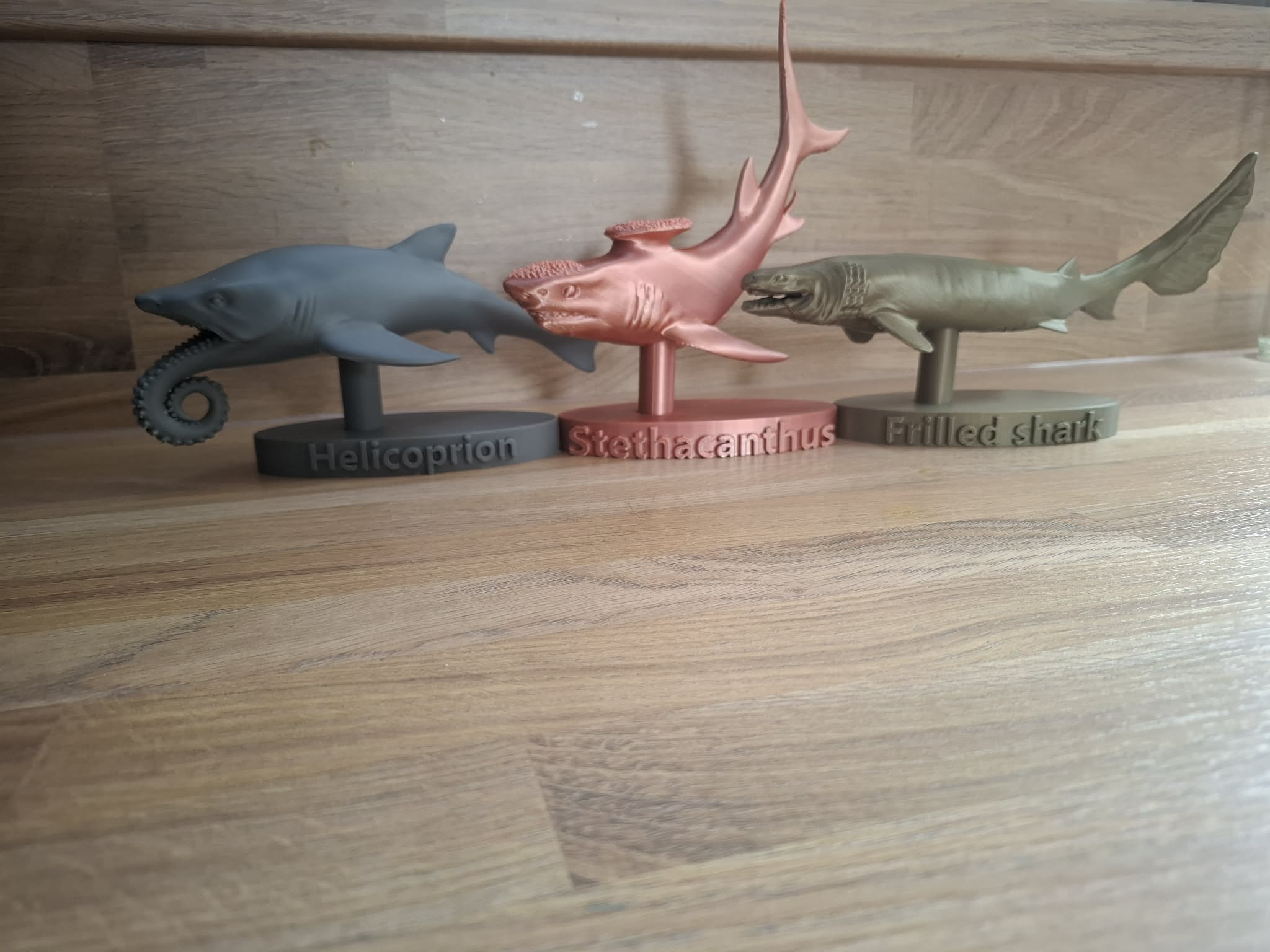 frilled shark — miniatura 5