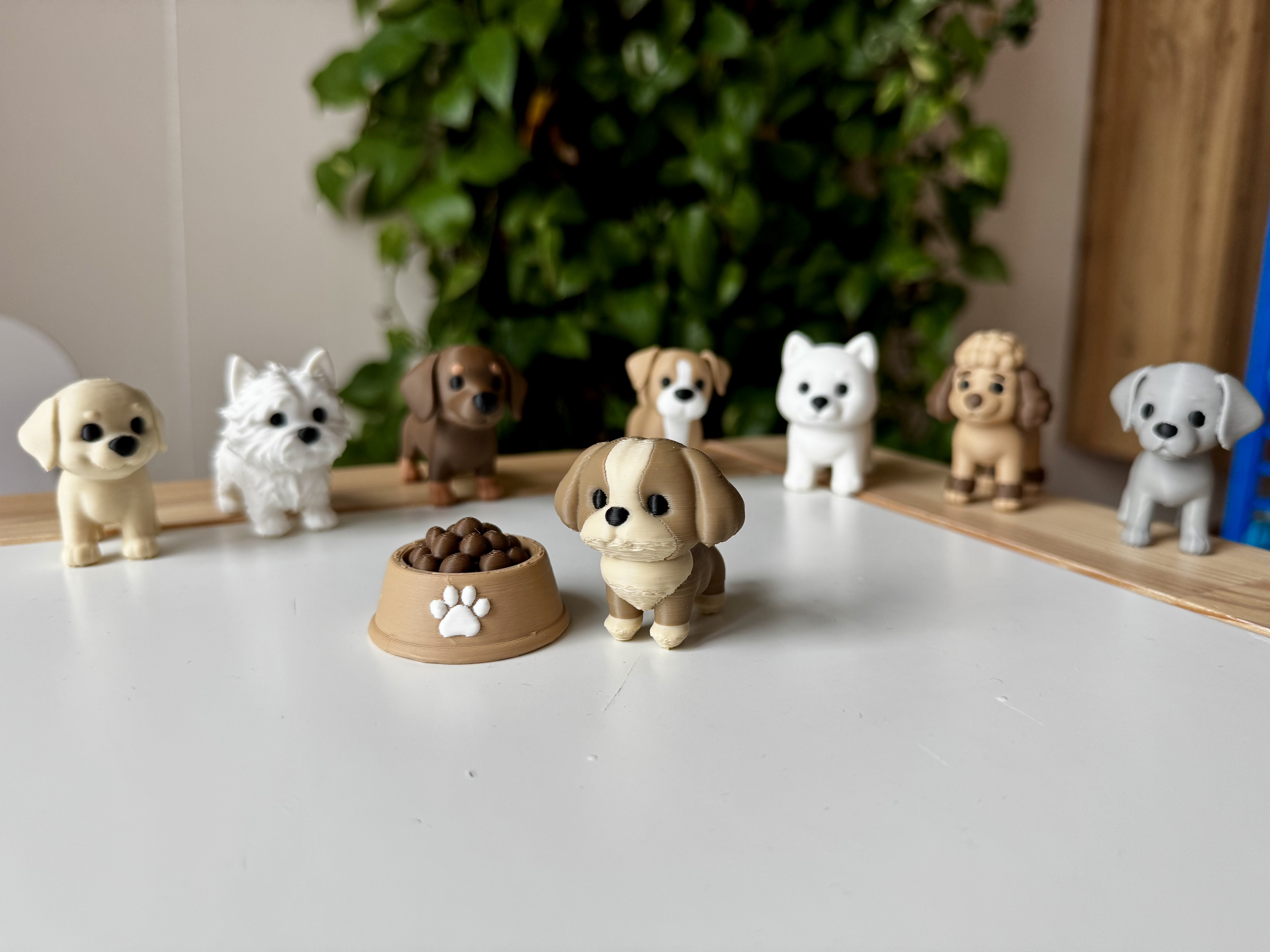 Shih-tzu