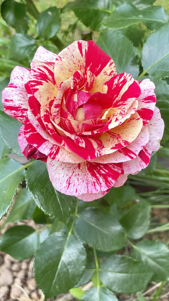 Abracadabra Rose — miniatura 6
