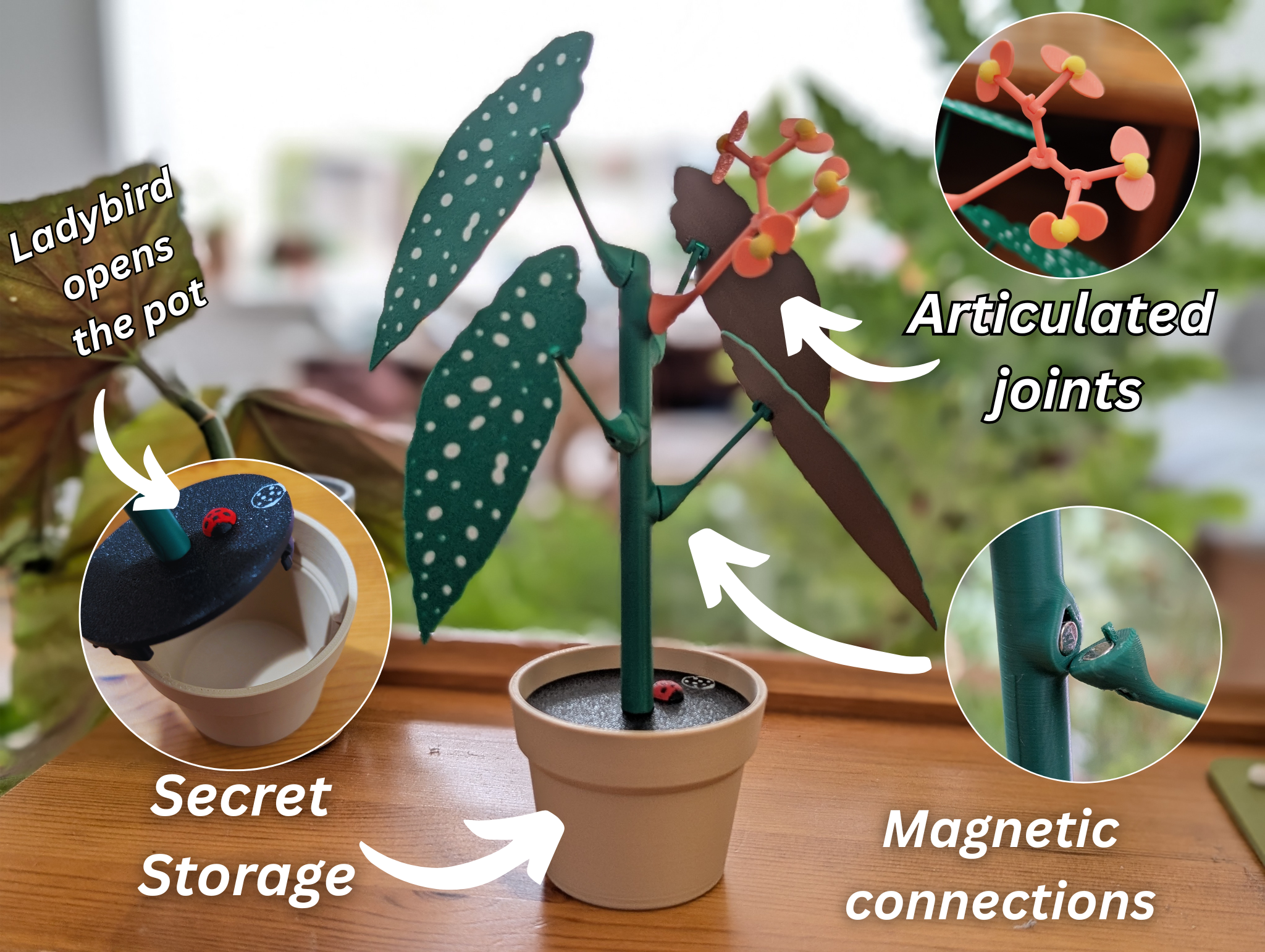 Begonia plant with a secret