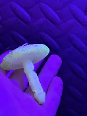 Mushroom Plant Waterer / Rain Collector