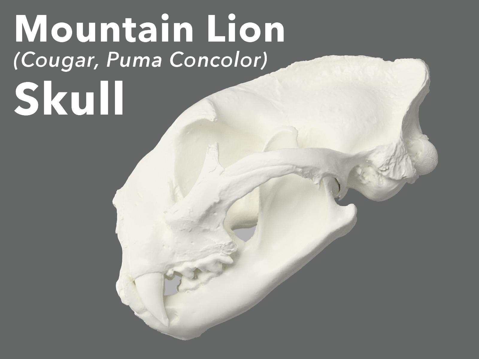 Mountain Lion (Cougar, Puma Concolor) Skull