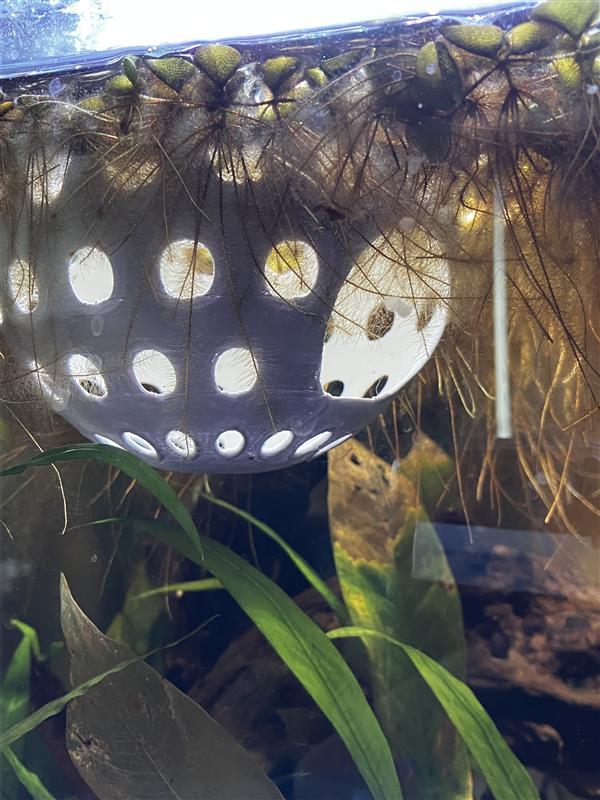 Floating Fish Hide