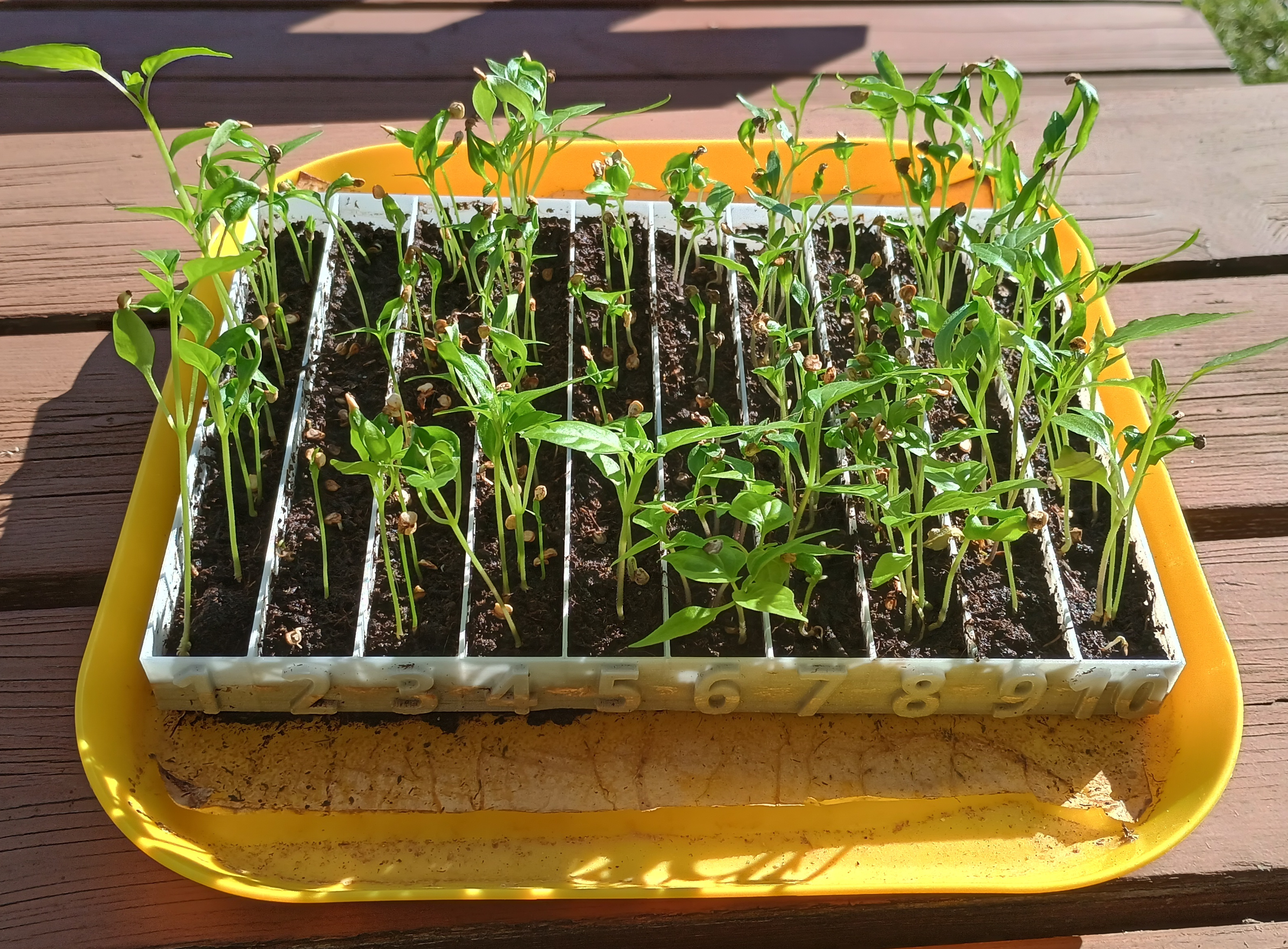Seed germinator - 10 stips
