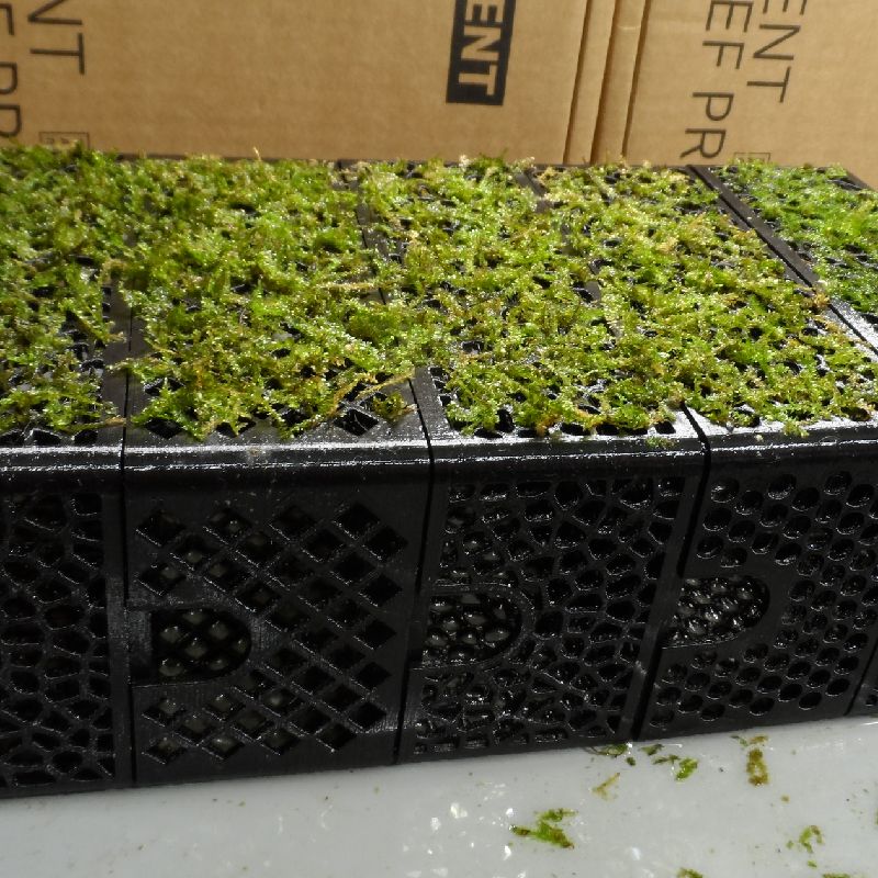 Modular Shrimp Hide/Moss Wall/Plant Holder Combo by MotherBuzzard ...