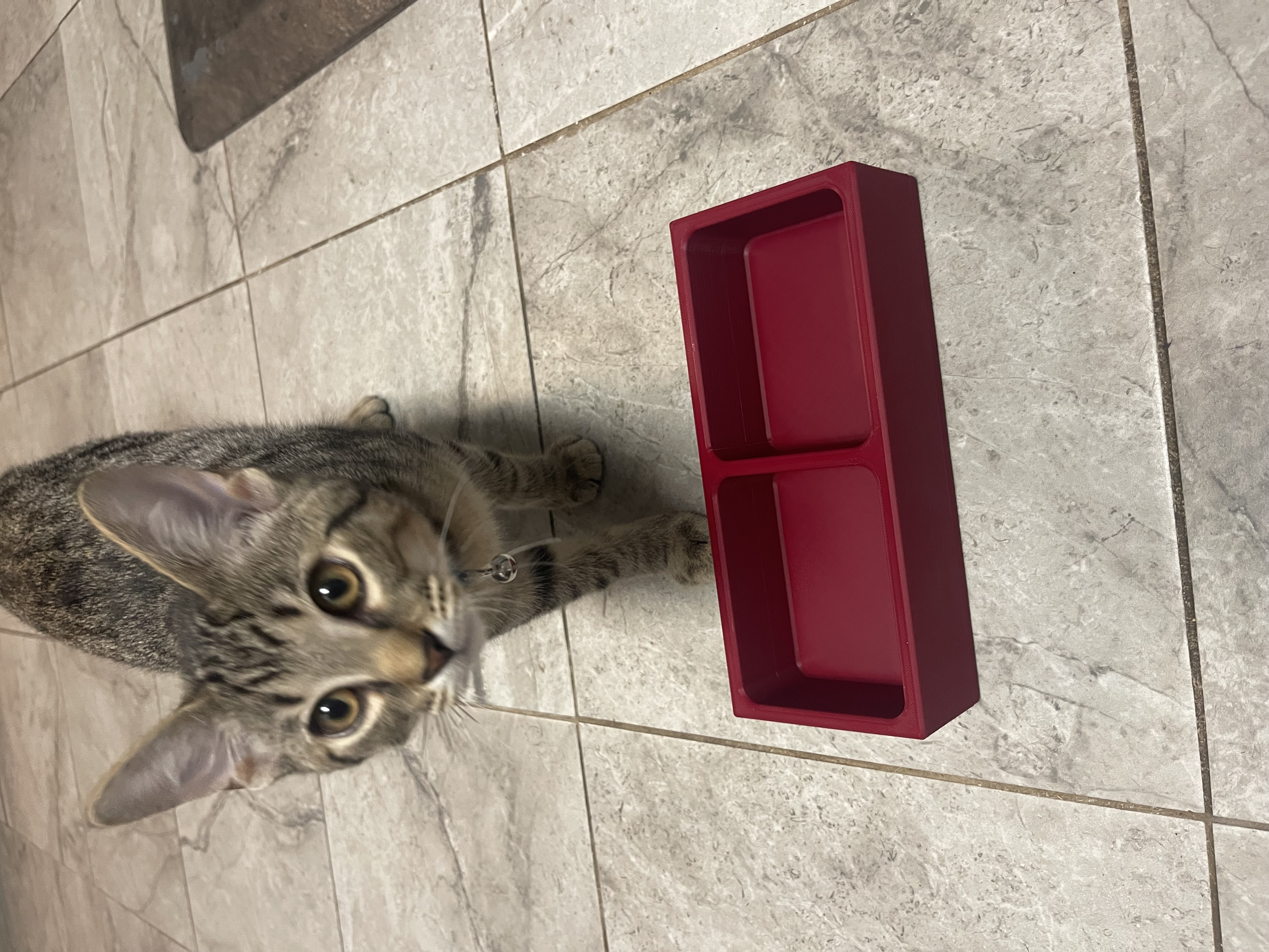 SMALL CAT AND DOG DISH   NO AMS   NO SUPPORTS