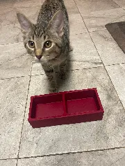 SMALL CAT AND DOG DISH   NO AMS   NO SUPPORTS